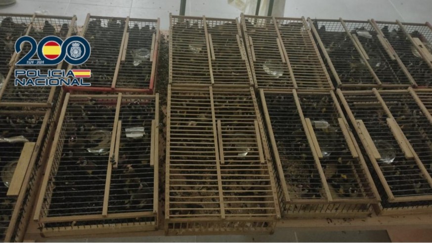 Detenidos en Orihuela por tráfico ilegal de 400 jilgueros en pésimas condiciones
