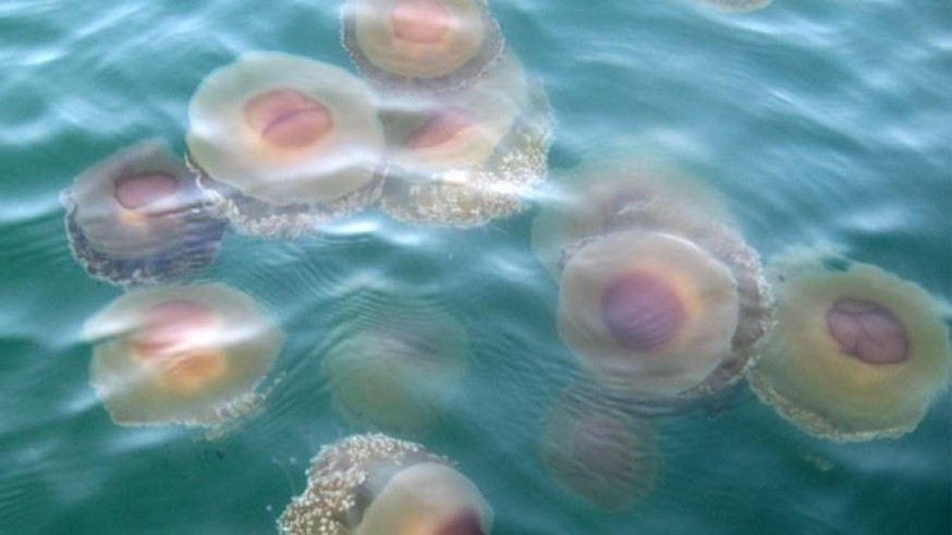Anse: "La proliferación de medusas en el Mar Menor no significa que vaya a haber una plaga este verano"