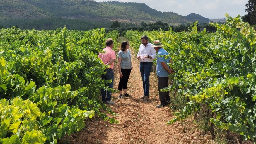 La Región registra seis nuevas variedades de uva de gran calidad