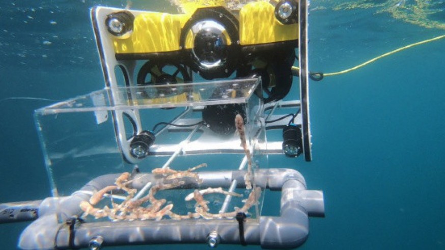 MURyCÍA. Un dron submarino de la empresa Nido Robótic suelta una cría de Tiburón en nuestra costa