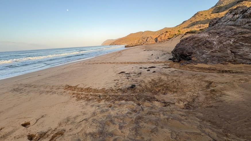 Nacen las primeras tortugas bobas del nido localizado en Calblanque