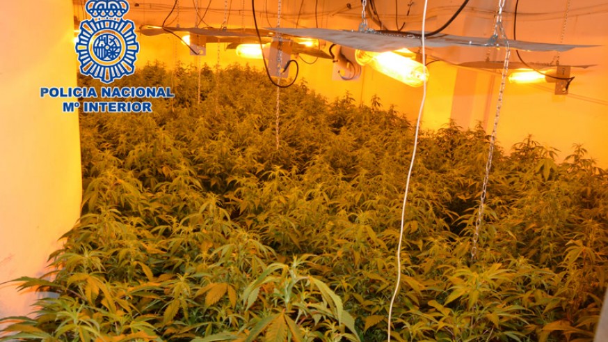 Plantación de marihuana