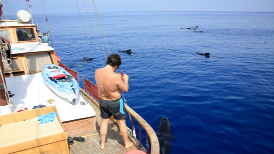PLAZA PÚBLICA. Avistamiento de delfines con ‘Cetáceos y Navegación’