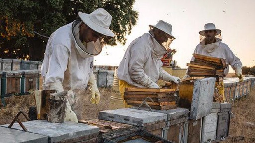 Imagen de apicultores