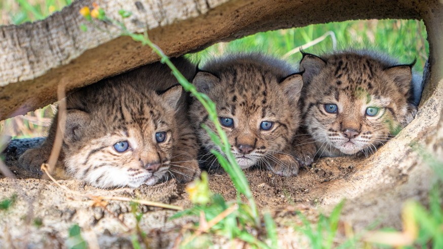 Tres cachorros de lince crecen en la Región de Murcia