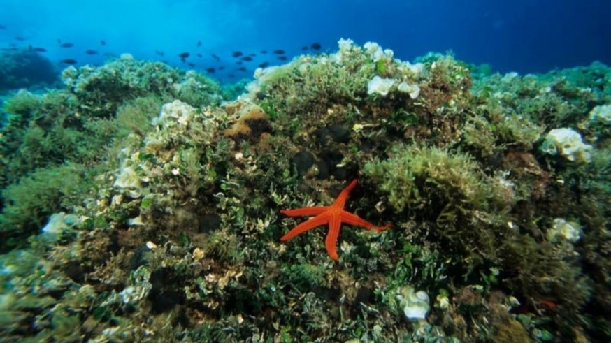 Ampliada en 168 hectáreas la Reserva Marina de Cabo de Palos–Islas Hormigas