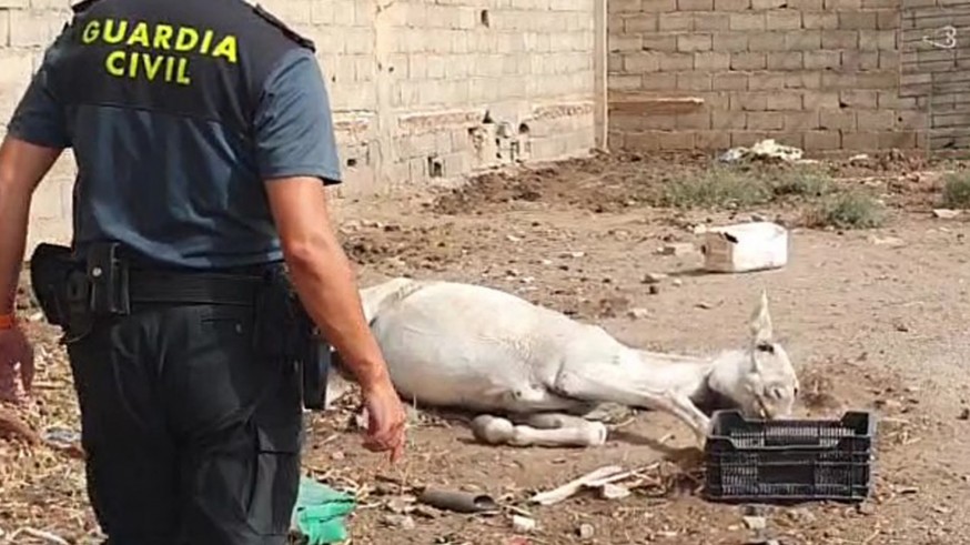 Investigan a un vecino de Águilas por abandono animal