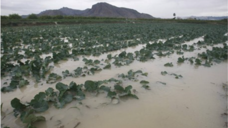 El secano respira y algunas hortícolas e invernaderos de flor quedan arrasados por la lluvia