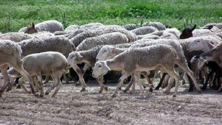 ASAJA Murcia propone el pastoreo extensivo como escudo natural frente a los incendios forestales