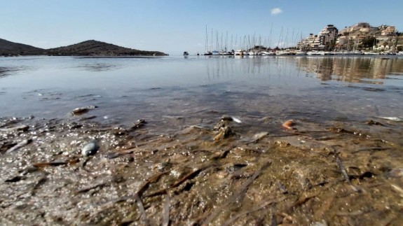 Peces muertos este verano a orillas del Mar Menor