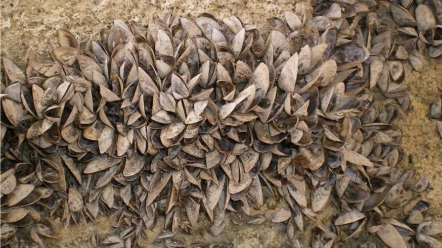 Las especies invasoras amenazan las infraestructuras de riego del Campo de Cartagena