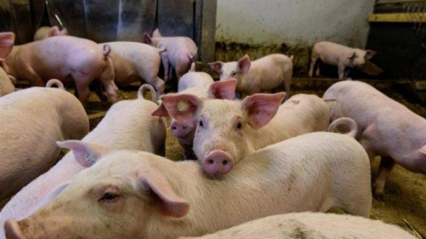 Lorca aprobará el próximo lunes la ampliación de distancias de las granjas de cerdos a núcleos urbanos