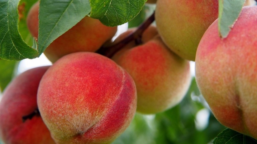 Cuatro estaciones agrometeorológicas en Abarán, Alhama, Pliego y Ojós ayudarán a seleccionar variedades de fruta de hueso 