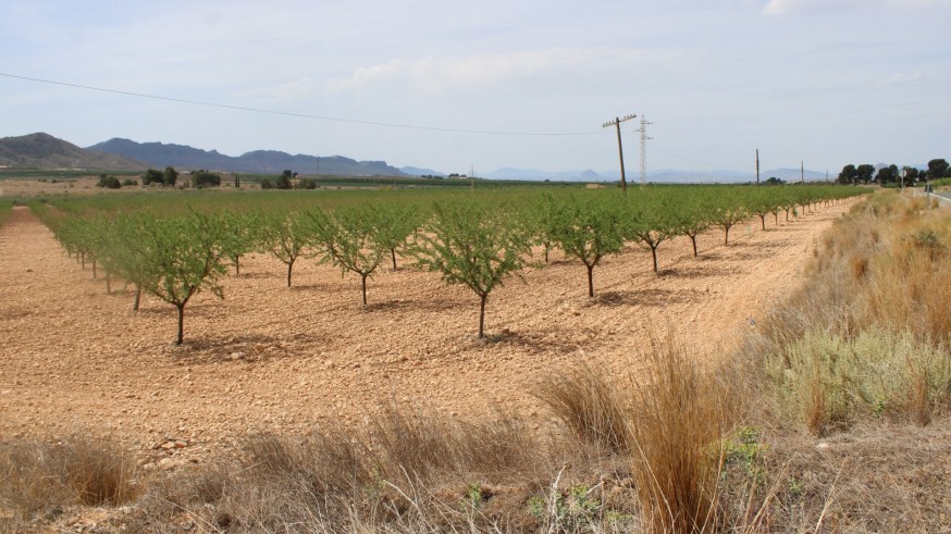 Jumilla pierde 15.000 hectáreas de cultivo en los últimos diez años