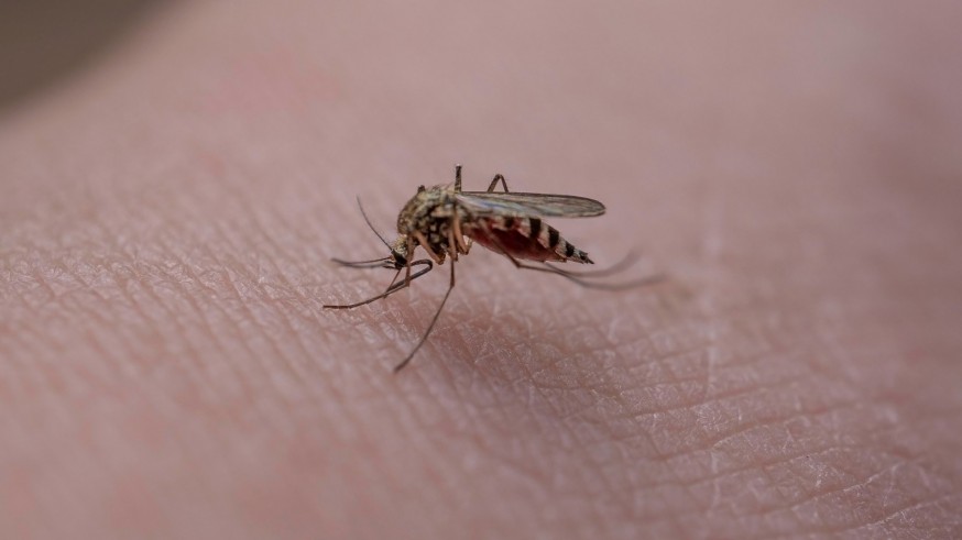 Las lluvias llenan los pantanos, pero también disparan la población de mosquitos