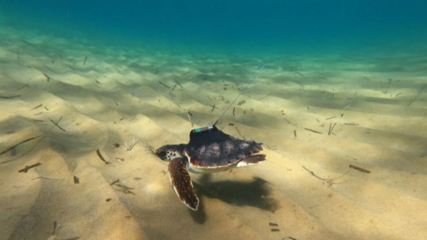 La campaña 'territorio tortuga' intenta proteger la nidificación de tortuga boba en el litoral de la Región de Murcia