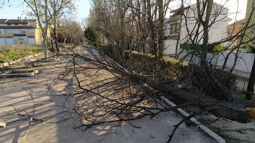 Árboles derribados por el viento en Caravaca