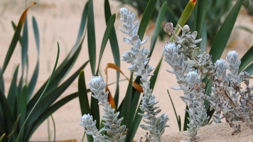 La Magia de las Plantas. Las plantas de las dunas