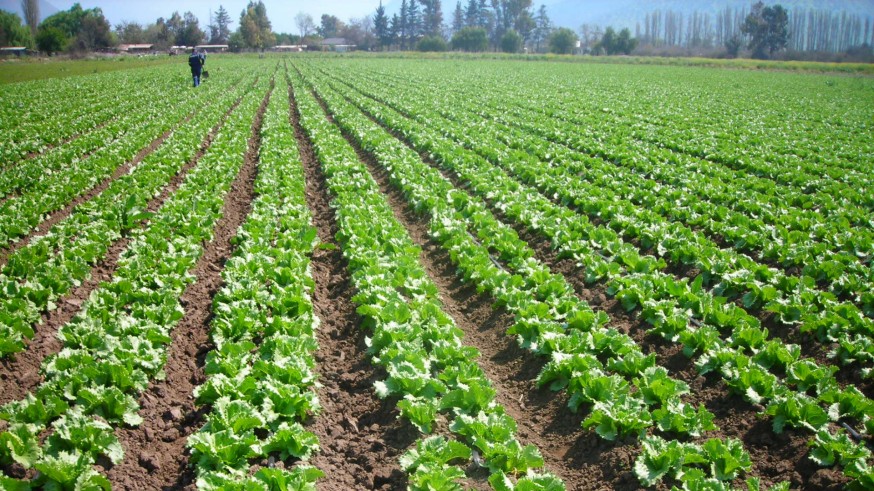 El centro de Europa reclama más hortalizas a la Región ante la pérdida de sus producciones