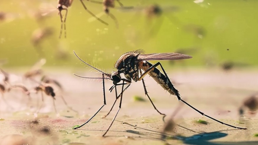 ¿Debe preocuparnos el brote masivo del virus del Chikungunya en China?