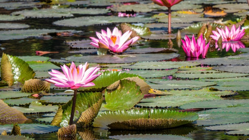 La magia de las plantas. Las plantas acuáticas