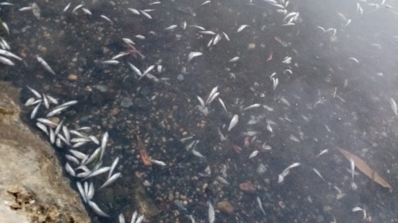 Siguen apareciendo peces muertos en el Mar Menor