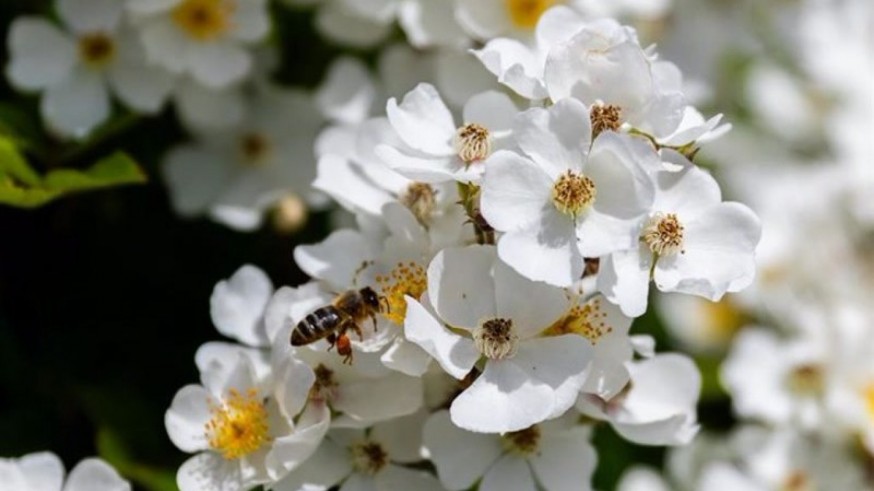 El cambio climático empeora la sensibilidad de las abejas a los plaguicidas