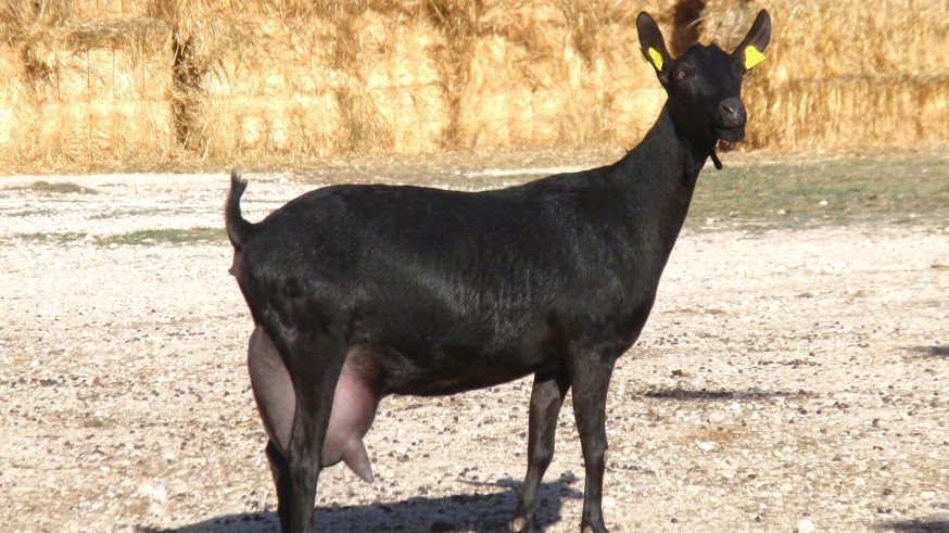 La exportación de cabra murciano-granadina, en vilo por la Guerra de Irán