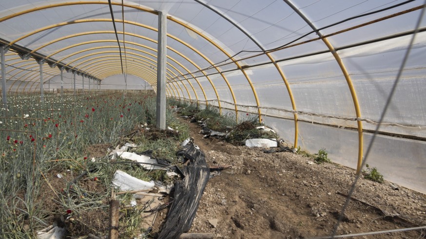 Los productores de flor cortada pierden el 60% de las ventas de la campaña de San José