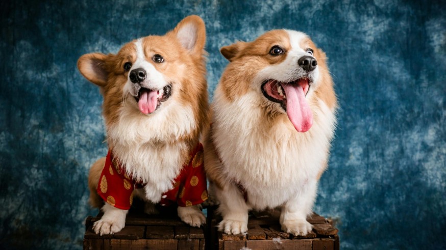 elhombredospuntocero. Encontrar pareja nuestro perro también es posible en internet