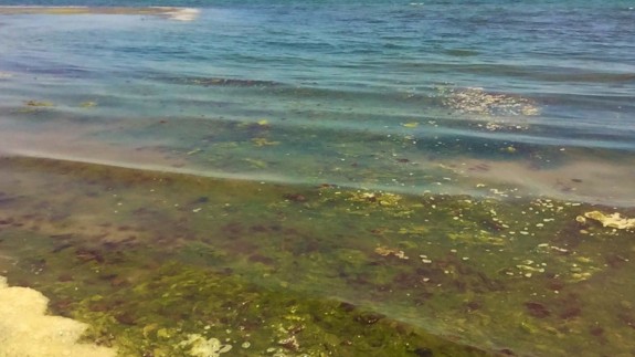 Ovas y mucílagos en descomposición en el Mar Menor