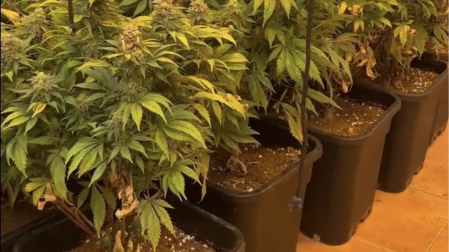La Policía Local de Cartagena descubre una plantación con más de 100 plantas de marihuana