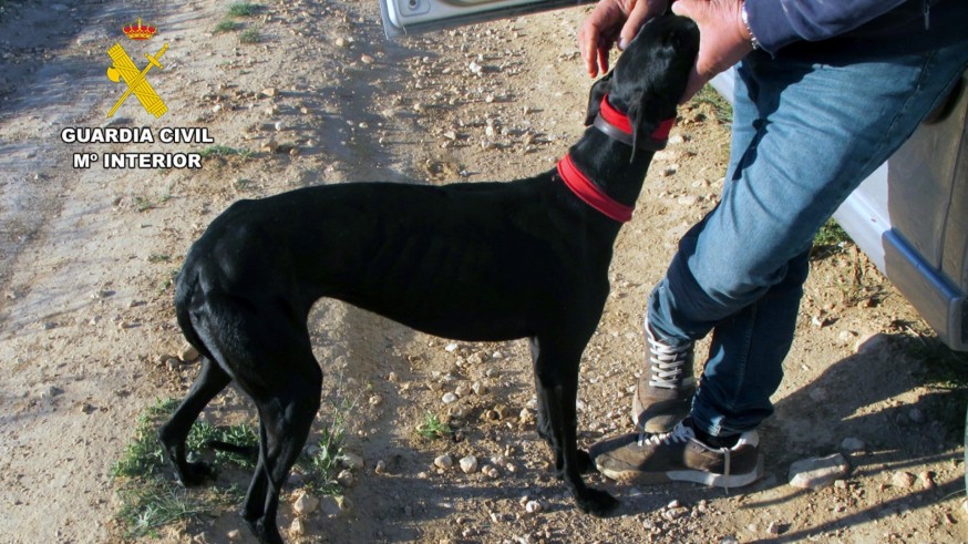 Investigado un vecino de Jumilla por cazar liebres en época de veda con perros y visor térmico