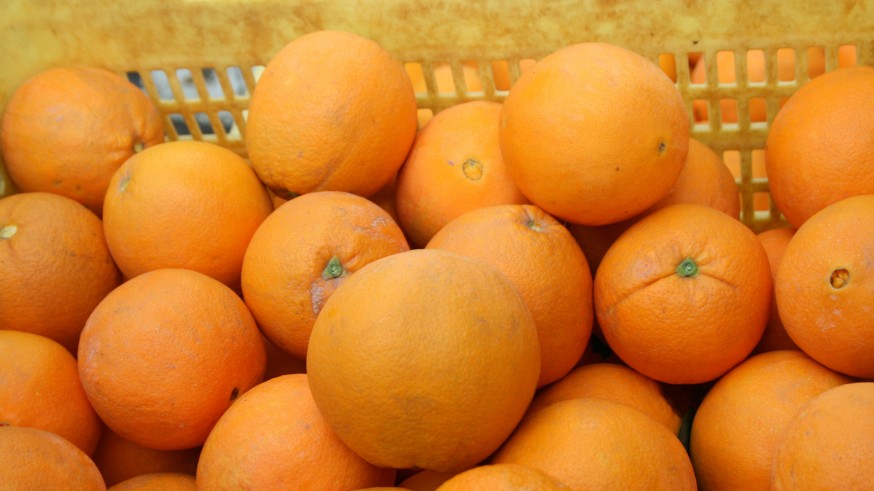 ASAJA califica de 'gran disparate' los aranceles que Reino Unido aplicará a las naranjas y madarinas europeas