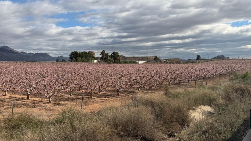 Cuenta atrás para el inicio de la Floración en Cieza 