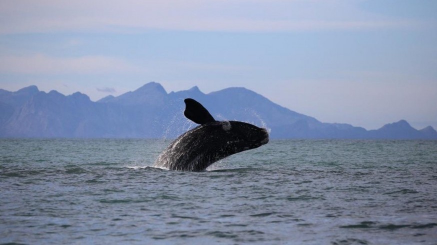 Los Icues de CORI. Las ballenas y la lucha contra el cambio climático
