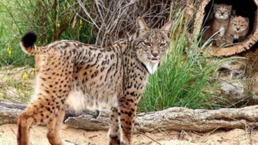 Lince ibérico