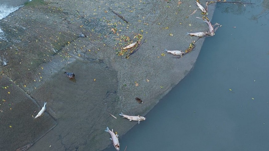Aparecen peces muertos en el río Segura a su paso por Murcia