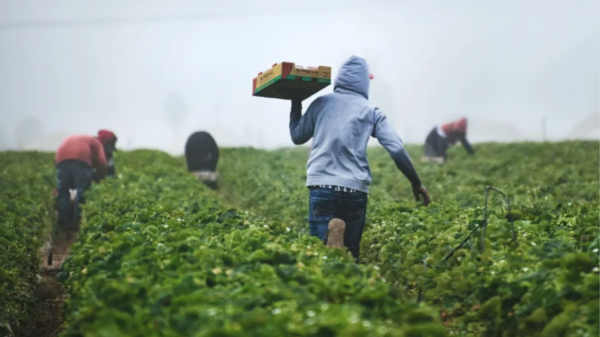 "El trabajo del campo son muchas horas y muy mal pagado"