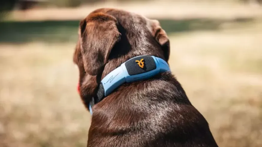 Animalicos. El collar que permite hablar a los perros