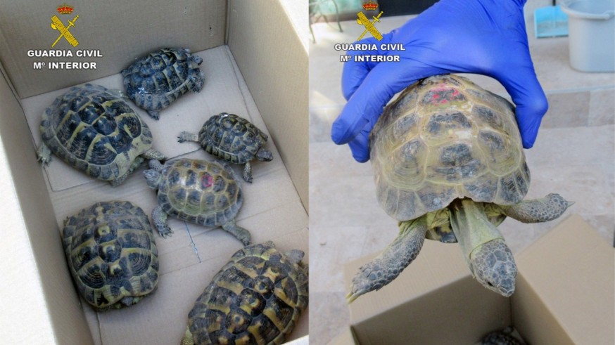 La Guardia Civil investiga a un vecino de Molina de Segura con seis tortugas protegidas en su vivienda