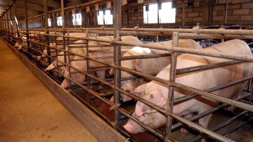 Los productores de porcino temen una reducción de las exportaciones ante la disputa con China