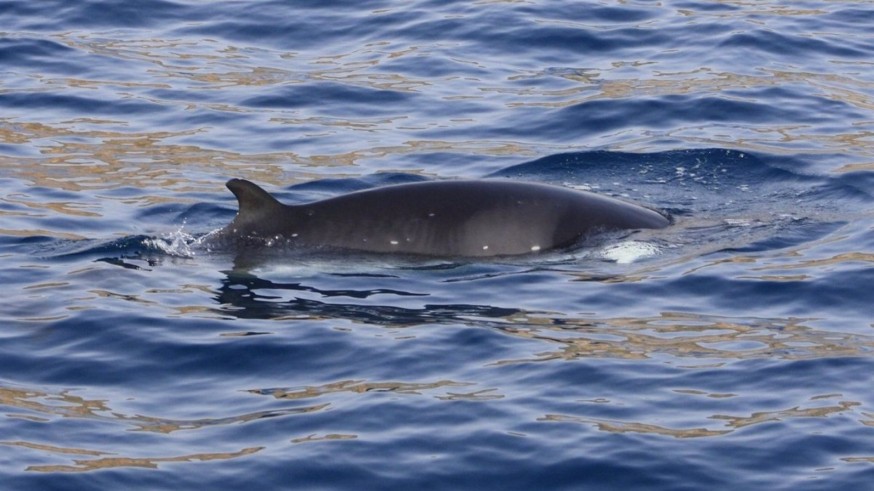 Las ballenas rorcuales y cachalotes cruzan el litoral de la Región