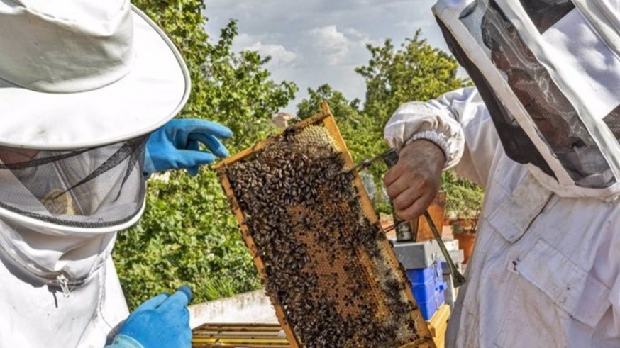 Los apicultores quieren ser declarados patrimonio inmaterial de la humanidad