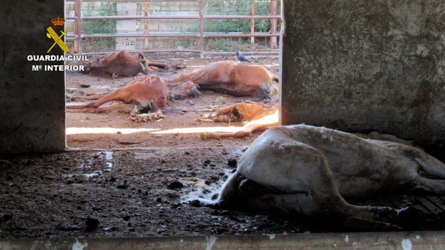 Investigan al titular de una granja en Murcia por maltratar y dejar morir a 31 caballos
