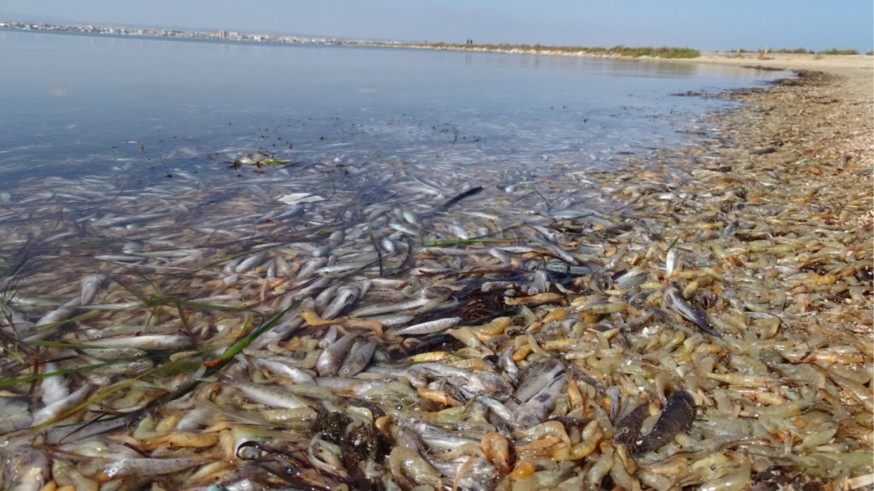 Peces muertos el pasado fin de semana