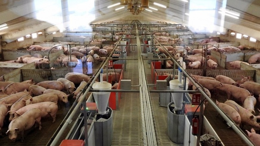 La Región de Murcia pasa de 1.500 explotaciones industriales de porcino a 3.600 en diez años