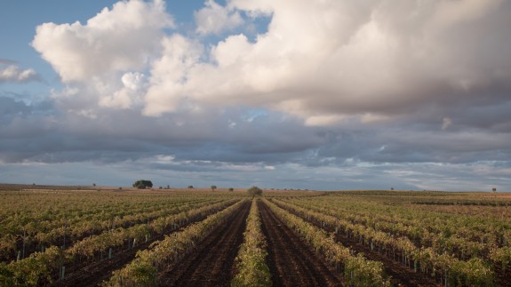 La lluvia beneficia al cereal tardío y a los cultivos leñosos de secano según UPA