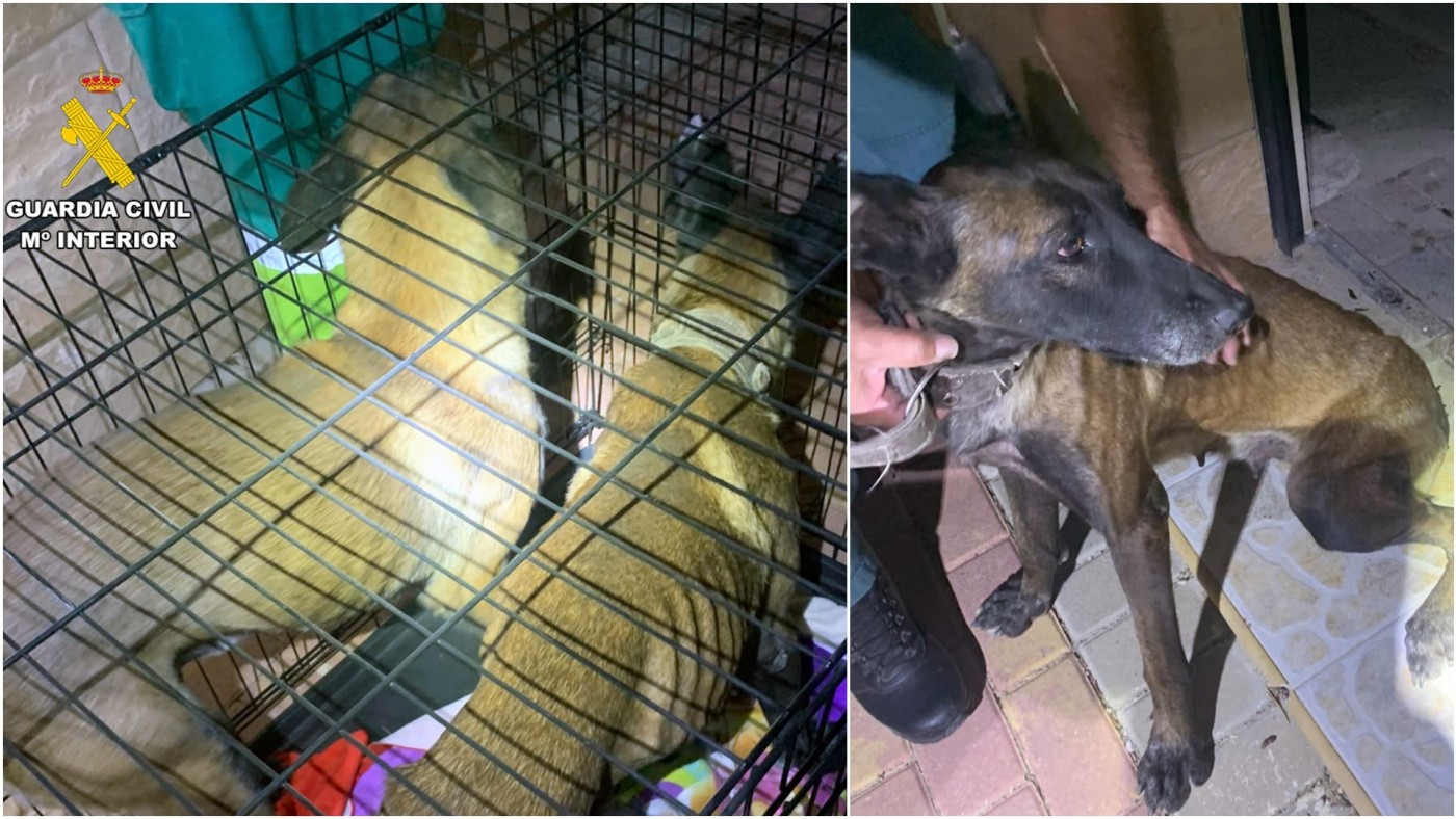 Investigan a dos vecinos de Mula por abandonar a dos perros