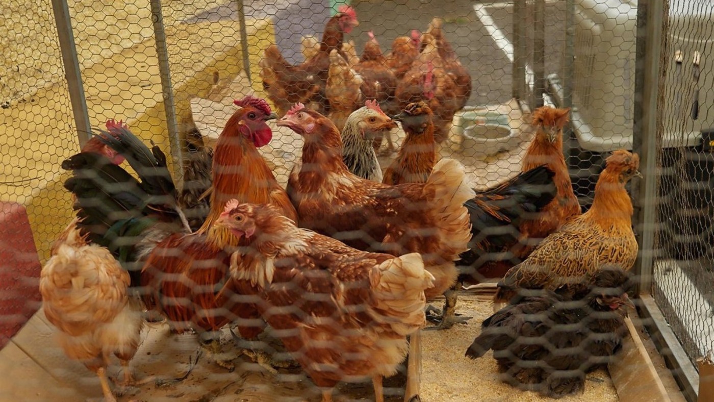 Dos granjas avícolas en Fortuna y Torre Pacheco acumulan 2.150 aves de corral criadas al aire libre 